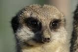 Versão 3.2 do Suricata é disponibilizada