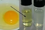 Cientistas criam memórias de próxima geração com casca de ovo