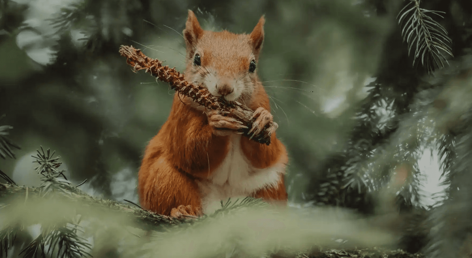 Como fazer fuzz test em requests HTTP (parte 1)